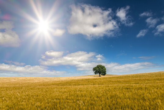 solitary tree in the summer sun,  horizon, sun star