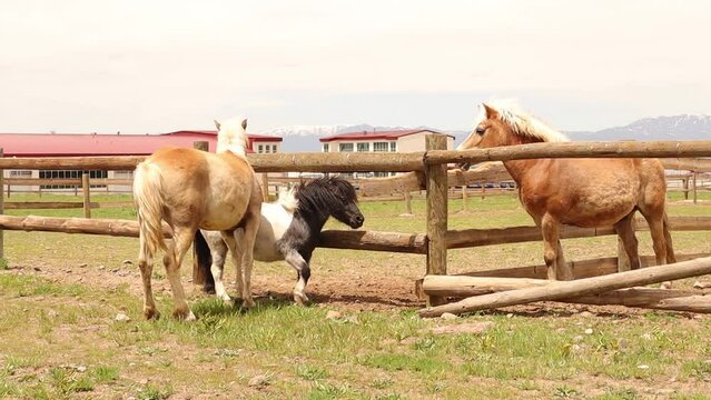 Horses play (2 Haflinger and 1 pony).
The Haflinger tries to scratch the back of the pony, but the other doesn't want to.
A horse wants to join the herd.
Equestrian in spring.
Animals graze the grass