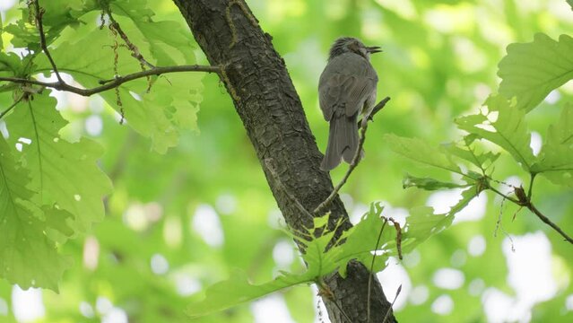 A brown-eared bulbul songbird chirps and sings in forest