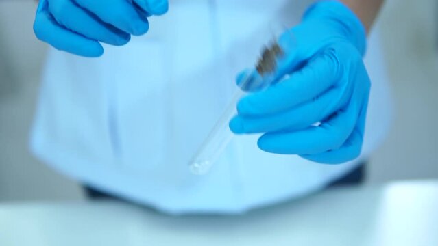 Researchers extract cannabis in a lab