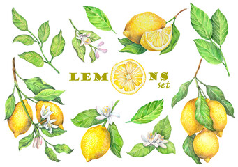  Set of elements. Fruits, flowers, leaves and branches of a lemon. Lemon slices. Watercolor, isolated on white background watercolor drawing.