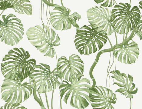 Seamless pattern with tropical monstera leaves. Realistic style. Foliage summer background. Exotic plant. Vector illustration.