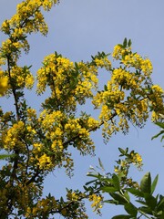 Flowering branch of anagyrolifolia boletus against the sky