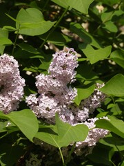 Light purple blooming lilac