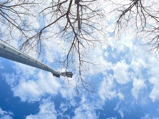 snow covered trees