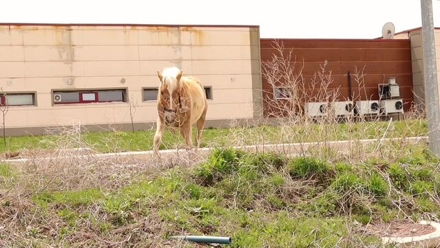 Haflinger Horse jumping and joins his pony friend.
Horses play and graze the grass freely.
Equestrian in spring.
Animal run, animals in the nature.
Urban Wildlife