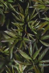 The background image is green. Natural, eco-friendly natural background. The texture of green leaves. A copy of the space for the text.
