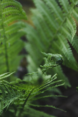 The background image is green. Natural, eco-friendly natural background. The texture of green leaves. A copy of the space for the text.