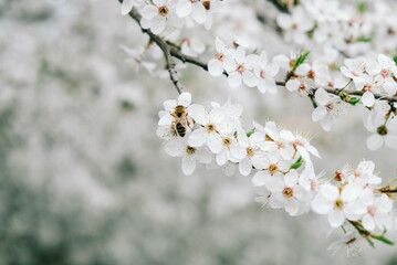 Flowering trees with white flowers in garden