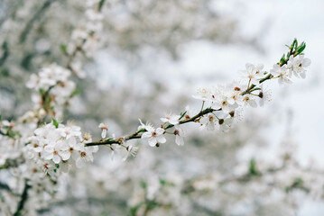 Flowering trees with white flowers in garden
