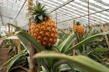Azores, Pineapple fruit in a traditional Azorean greenhouse plantation at São Miguel Island in Açores