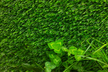 clover on a background of green grass with . natural background. symbol of good luck and Ireland. St. Patrick's Day.