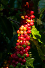 Sydney Australia, ripening fruit of a coffea arabica tree