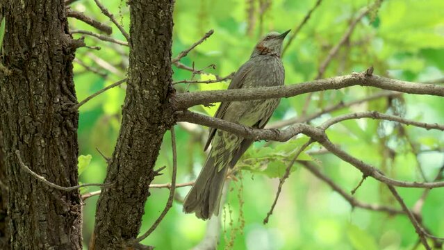 A brown-eared bulbul sings perched at the tree branch in Seoul Forest, South Korea - close-up