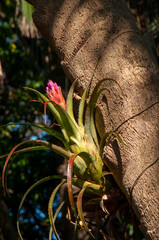 Sydney Australia, silver vase bromeliad attached to tree trunk