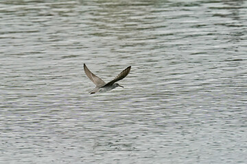 grey tailed tattler in a seashore