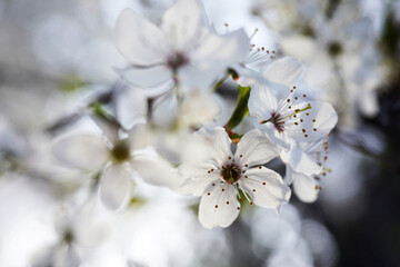Beautiful background of wild plum blossoms. Close up macro. Single point focus
