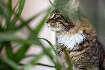 Katze hinter Gras