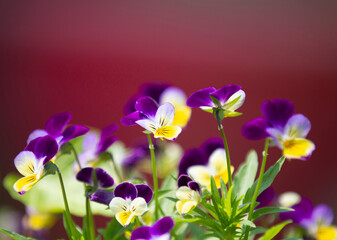 Viola flowers in purle and yellow with a red blurred background
