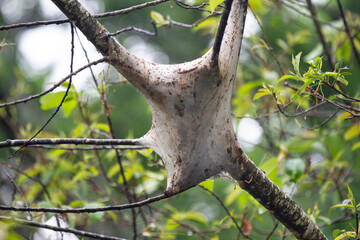 Tent caterpillars, webworm in a wild cherry tree