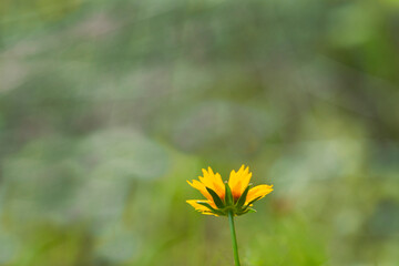 wildflower background with bokeh