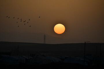 Fototapeta premium Sunset moment with a group of birds flying in the sky