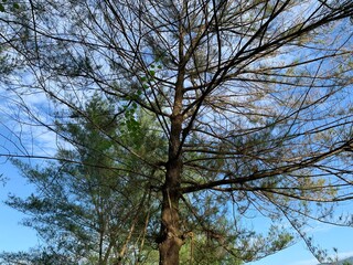 trees with blue sky background