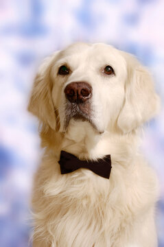 a beautiful white golden retreievr with black bow tie like a funny dog gentleman