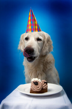 a white golden retriever dog with funny colorful hat, anticipating the eating of his birthday cake