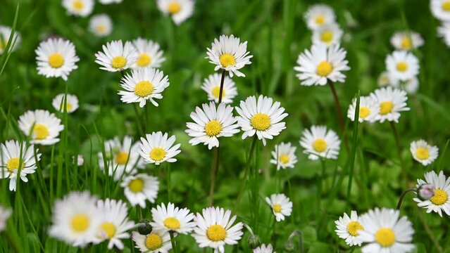 fiori macro primavera 