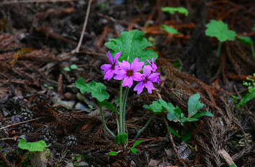 世界でここだけの花　群馬県みどり市のカッコソウの花を訪ねて