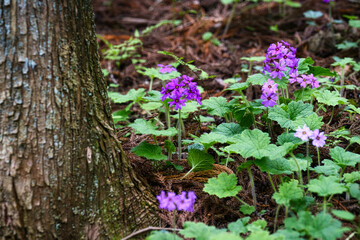 世界でここだけの花　群馬県みどり市のカッコソウの花を訪ねて