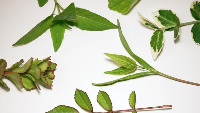 Various herbs on white background