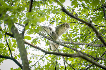 北海道の初夏、トラフズクの雛。
