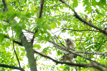 北海道の初夏、トラフズクの雛。
