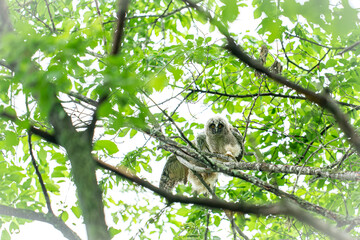 Fototapeta premium 北海道の初夏、トラフズクの雛。 