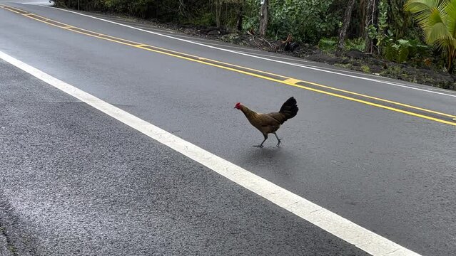 Chicken crossing asphalt road lines, real life joke humour