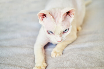 Sphynx Devon Rex cat close-up. Portrait of a pet.