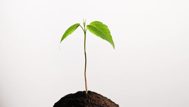Young plant spinning on white background