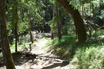 Tranquil Scenic Hiking Trail  On Mount Tamalpais In Marin County California