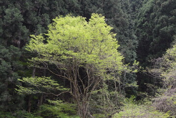 新緑の黄緑色が美しい、森の中の風景
