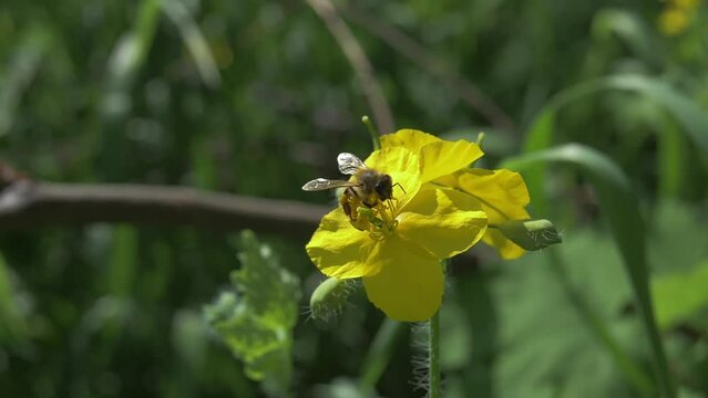 Common Carder Bee On Yellow Flower
