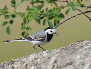 wagtail