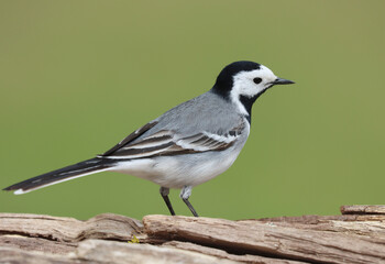 Obraz premium wagtail