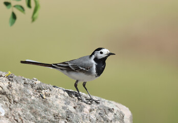 wagtail