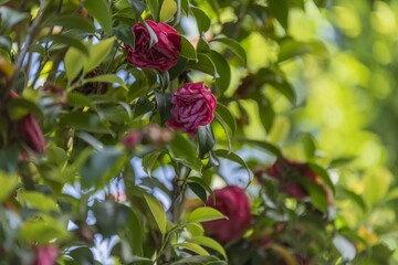 Camelia