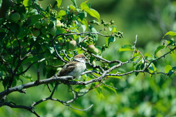 梅の木に子すずめ