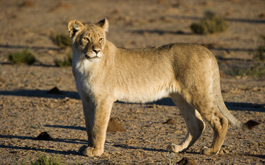 Lion (Panthera leo) Kgalagadi Transfrontier Park, South Africa