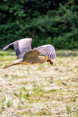 Fette Beute für den Graureiher auf einer Bonner Wiese
