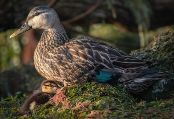 female duck with ducklings